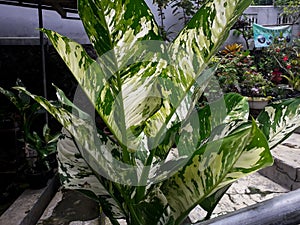 Aglaonema commutatum schott plant in the garden