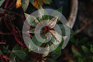 Aglaonema Commutatum Siam Aurora leaves