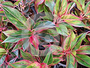 Aglaonema commutatum is a small canopy tree.