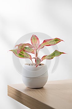 Aglaonema creta or Red chinese evergreen photo