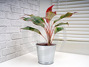 Aglaonema Crete is a genus of flowering plants