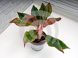 Aglaonema Crete is a genus of flowering plants