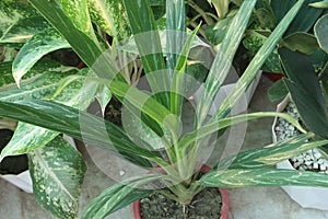 Aglaonema Cutlass leaf plant on farm