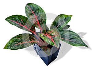 Aglaonema Dark Pink Star is a genus of flowering plants