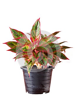 Aglaonema in flower pot.