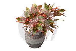 Aglaonema in flower pot