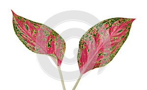 Aglaonema foliage, Pink aglaonema leaves, Exotic tropical leaf, isolated on white background with clipping path