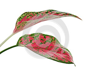 Aglaonema foliage, Pink aglaonema leaves, Exotic tropical leaf, isolated on white background with clipping path