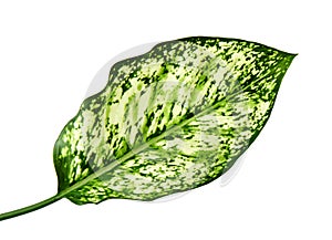 Aglaonema foliage, Spring Snow Chinese Evergreen, Exotic tropical leaf, isolated on white background with clipping path