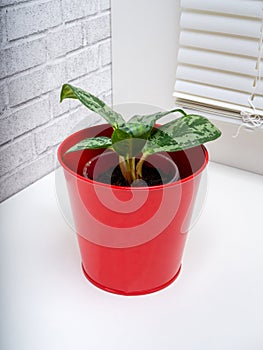 Aglaonema is a genus of flowering plants