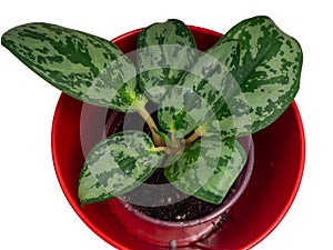 Aglaonema is a genus of flowering plants