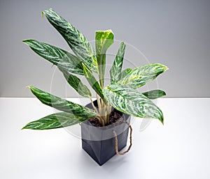 Aglaonema Green Sun is a genus of flowering plants