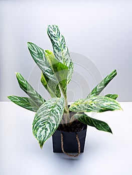 Aglaonema Green Sun is a genus of flowering plants