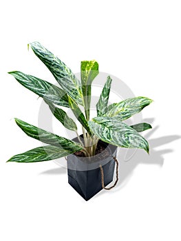 Aglaonema Green Sun is a genus of flowering plants in the arum family, Araceae