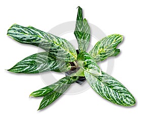 Aglaonema Green Sun is a genus of flowering plants in the arum family, Araceae photo
