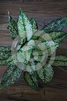 Aglaonema house plant or indoorplant with big leaves