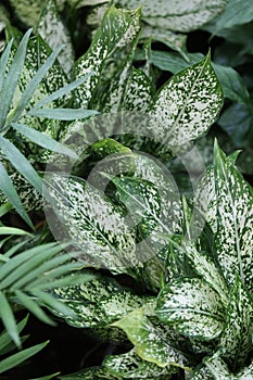 Aglaonema houseplant or indoorplant with big leaves