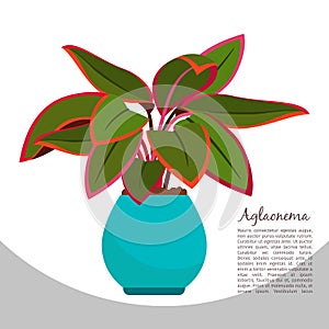 Aglaonema indoor plant in pot banner