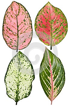 Aglaonema leaf