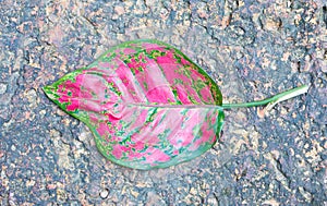 Aglaonema leaves background