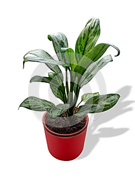 Aglaonema Maria Christina is a genus of flowering plants in the arum family, Araceae