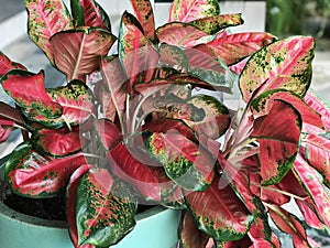 Aglaonema modestum or Red aglaonema or Chinese evergreen plant.