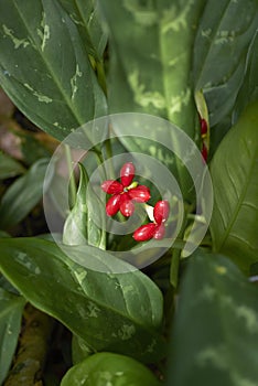 Aglaonema nitidum kunth