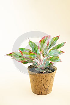 Aglaonema is one type of ornamental plant which is also known as Chinese Evergreen is allegedly able to bring positive energy