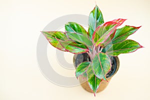 Aglaonema is one type of ornamental plant which is also known as Chinese Evergreen is allegedly able to bring positive energy