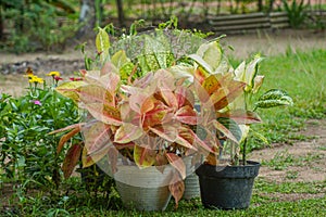 aglaonema, an ornamental plant in the garden.