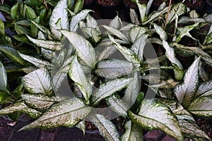 Aglaonema Plant Chinese evergreen