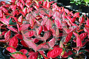 Aglaonema Plant Chinese evergreen