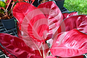 Aglaonema Plant Chinese evergreen