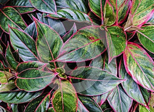 Aglaonema plant in the garden