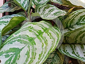 Aglaonema plant. Aglaonema leaf pattern