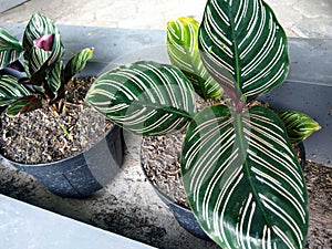 Aglaonema plant photos houseplants Calathea Ornata photo