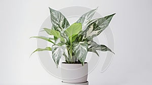 Aglaonema planted in a pot, Modern ornamental plants used for decoration, isolated on whit