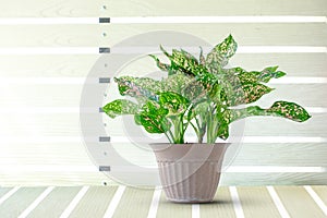 Aglaonema planted in pot on the table with white wall
