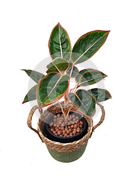 Aglaonema in a potted made from natural materials isolated on white background with copy space. ARACEAE.