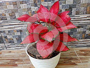 Aglaonema red kochin features leaves that are more pink in the center, as well as green margins.