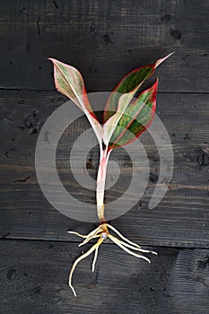 Aglaonema Red Lipstick or Chinese Evergreen Plant or Aglaonema Siam Aurora ready to move