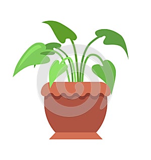 Aglaonema Room Plant in Pot Vector Illustration