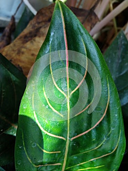 aglaonema rotundum that thrives in pots in the yard of the house
