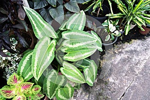 Aglaonema Schismatoglottis Wallichii Painted Drop Tongue