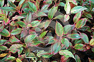 Aglaonema Siam Red Growing in a poly bag