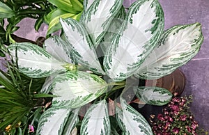 Aglaonema 'Silver Bay', Chinese Evergreen Silver Bay