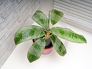 Aglaonema Silver Frost is a genus of flowering plants