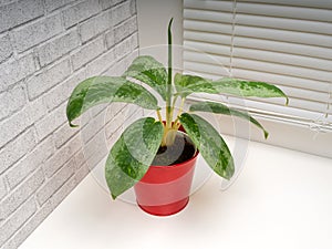 Aglaonema Silver Frost is a genus of flowering plants