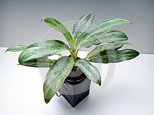 Aglaonema Silver Frost is a genus of flowering plants