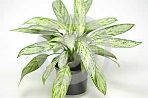 Aglaonema Silver Queen